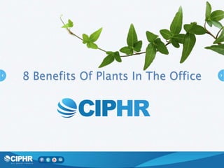 8 Benefits Of Plants In The Office

 