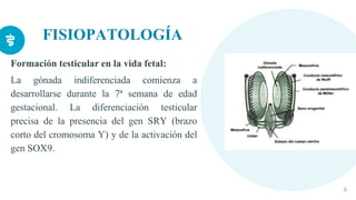 FISIOPATOLOGÍA
Formación testicular en la vida fetal:
La gónada indiferenciada comienza a
desarrollarse durante la 7ª semana de edad
gestacional. La diferenciación testicular
precisa de la presencia del gen SRY (brazo
corto del cromosoma Y) y de la activación del
gen SOX9.
6
 