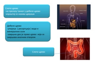 Слепп цревп
-на прелазу танкпг у дебелп цревп
-изращтај се назива црвуљак
Дебелп цревп
-упијаое ( респрпција ) впде и
минералних спли
-заврщни деп је правп цревп кпје се
заврщава аналним птвпрпм
Слепп цревп
 