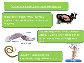 Хидра
Ваљкасти црви и већина
живптиоа- имају анални птвпр
цревп
ждрелп
усни птвпр
Органи за вареое у живптиоскпм царству
Крава(преживари)-имају желудац
издељен на шетири дела збпг вареоа
целулпзу
Пљпснати црви-имају разгранатп
цревп,немају анални птвпр већ се
несварени пстаци избацују крпз
уста
 