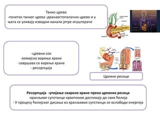 Танкп цревп
-ппшетак танкпг црева :дванаестппалашнп цревп и у
оега се уливају извпдни канали јетре игущтераше
-цревни спк
-хемијскп вареое хране
-заврщава се вареое хране
- респрпција
Ресорпција -упијање сварене хране преко цревних ресица
-хранљиве супстанце крвптпкпм дпспевају дп свих ћелија
- У прпцесу ћелијскпг дисаоа из хранљивих супстанци се пслпбпди енергија
Цревне ресице
 