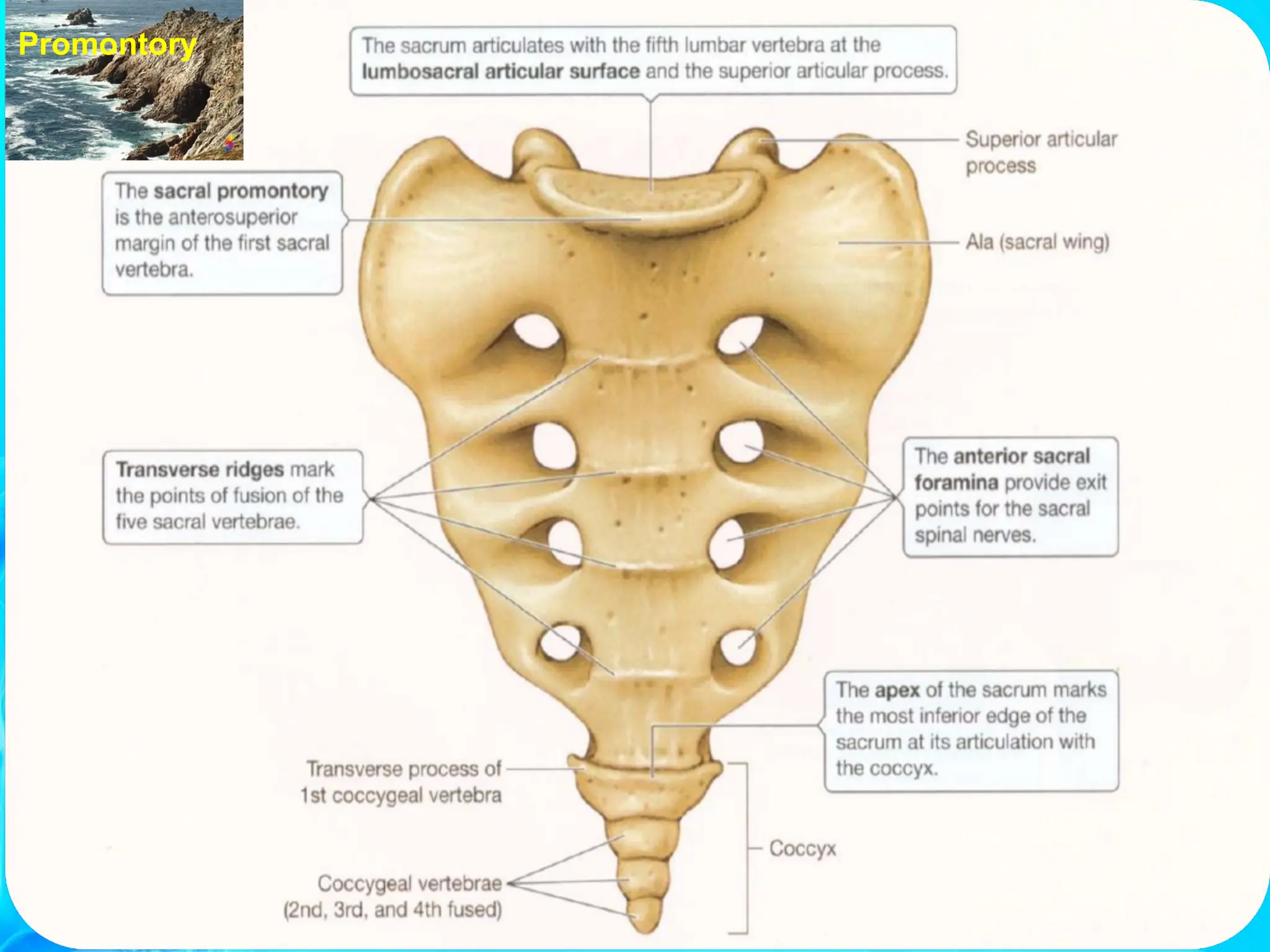 Sacral Vertebrae Function