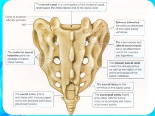 Sacral Window BIOMECHANICS OF SACRAL SPINE in Humans .ppt