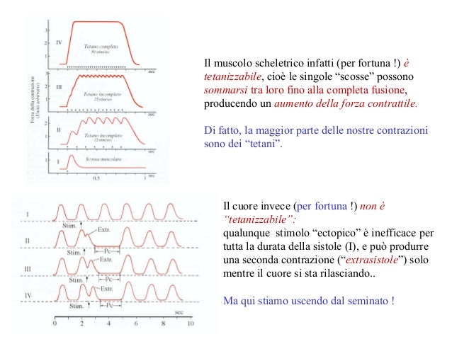 Potenziale D Azione Muscolo Scheletrico