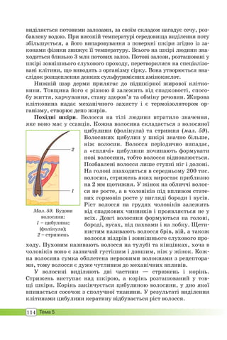 114 Тема 5
виділяється потовими залозами, за своїм складом нагадує сечу, роз-
бавлену водою. При високій температурі середовища виділення поту
збільшується, а його випаровування з поверхні шкіри згідно із за-
конами фізики знижує її температуру. Всього на шкірі людини зна-
ходиться близько 3 млн потових залоз. Потові залози, розташовані у
шкірі зовнішнього слухового проходу, перетворилися на спеціалізо-
вані клітини, що виводять з організму сірку. Вона утворюється вна-
слідок розщеплення деяких сульфурвмісних амінокислот.
Нижній шар дерми прилягає до підшкірної жирової клітко-
вини. Товщина його є різною й залежить від спадковості, спосо-
бу життя, харчування, стану здоров’я та обміну речовин. Жирова
клітковина надає механічного захисту і є термоізолятором ор-
ганізму, створює депо жирів.
Похідні шкіри. Волосся на тілі людини втратило значення,
яке воно має у ссавців. Кожна волосина складається з волосяної
цибулини (фолікула) та стрижня (мал. 59).
Волосяних цибулин у шкірі значно більше,
ніж волосин. Волосся періодично випадає,
а «сплячі» цибулини починають формувати
нові волосини, тобто волосся відновлюється.
Позбавлені волосся лише ступні ніг і долоні.
На голові знаходиться в середньому 200 тис.
волосин, стрижень яких виростає приблизно
на 2 мм щотижня. У жінок на обличчі волос-
ся не росте, а в чоловіків під впливом стате-
вих гормонів росте у вигляді бороди і вусів.
Ріст волосся на грудях чоловіків залежить
від спадкових чинників і проявляється не у
всіх. Довгі волосини формуються на голові,
бороді, вусах, під пахвами і на лобку. Щети-
нистим називають волосся брів, вій, а також
волосся ніздрів і зовнішнього слухового про-
ходу. Пуховим називають волосся на тулубі та кінцівках, хоча в
чоловіків воно є зазвичай густішим і довшим, ніж у жінок. Кож-
на волосяна сумка обплетена нервовими волокнами з рецептора-
ми, тому волосся є дуже чутливим до механічних впливів.
У волосині виділяють дві частини — стрижень і корінь.
Стрижень виступає над шкірою, а корінь розташований у тов-
щі шкіри. Корінь закінчується цибулиною волосини, у дно якої
впинається сосочок з сполучної тканини. У результаті виділення
клітинами цибулини кератину відбувається ріст волосся.
Мал. 59. Будови
волосини:
1 – цибулина;
(фолікула);
2 – стрижень
1
2
 