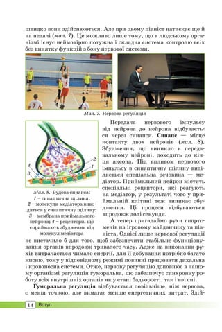 14 Вступ
Передача нервового імпульсу
від нейрона до нейрона відбуваєть-
ся через синапси. Синапс — місце
контакту двох нейронів (мал. 8).
Збудження, що виникло в переда-
вальному нейроні, доходить до кін-
ця аксона. Під впливом нервового
імпульсу в синаптичну щілину виді-
ляється спеціальна речовина — ме-
діатор. Приймальний нейрон містить
спеціальні рецептори, які реагують
на медіатор, у результаті чого у при-
ймальній клітині теж виникає збу-
дження. Ці процеси відбуваються
впродовж долі секунди.
А тепер пригадаймо рухи спортс-
менів на ігровому майданчику та піа-
ніста. Однієї лише нервової регуляції
не вистачило б для того, щоб забезпечити стабільне функціону-
вання органів впродовж тривалого часу. Адже на виконання ру-
хів витрачається чимало енергії, для її добування потрібно багато
кисню, тому у відповідному режимі повинні працювати дихальна
і кровоносна системи. Отже, нервову регуляцію доповнює в нашо-
му організмі регуляція гуморальна, що забезпечує синхронну ро-
боту всіх внутрішніх органів як у стані бадьорості, так і вві сні.
Гуморальна регуляція відбувається повільніше, ніж нервова,
є менш точною, але вимагає менше енергетичних витрат. Здій-
швидко вони здійснюються. Але при цьому піаніст натискає ще й
на педалі (мал. 7). Це можливо лише тому, що в людському орга-
нізмі існує неймовірно потужна і складна система контролю всіх
без винятку функцій з боку нервової системи.
Мал. 7. Нервова регуляція
Мал. 8. Будова синапса:
1 – синаптична щілина;
2 – молекули медіатора виво-
дяться у синаптичну щілину;
3 – мембрана приймального
нейрона; 4 – рецептори, що
сприймають збудження від
молекул медіатора
1
2
3
4
 