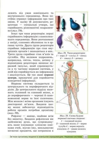 143Зв’язок організму людини із зовнішнім середовищем. Нервова система
лежить від умов зовнішнього та
внутрішнього середовища. Вона по-
стійно отримує інформацію про такі
зміни. У цьому їй допомагають ре-
цептори — спеціальні утвори, що
сприймають різноманітні подразнен-
ня (мал. 78).
Існує три типи рецепторів: перші
сприймають інформацію з навколиш-
нього середовища. Вони розташовані
у шкірі, слизових оболонках та в ор-
ганах чуттів. Друга група рецепторів
сприймає інформацію про стан вну-
трішніх органів і знаходиться в них.
Третя група сприймає стан м’язів та
суглобів. Під впливом подразнень,
наприклад, світла, тепла, дотику у
відповідних рецепторах виникає не-
рвовий імпульс, який спрямовуєть-
ся в ту частину нервової системи, у
якій він сприймається як інформація
і аналізується. Це так звані нервові
центри, призначені для сприйняття
конкретної інформації.
Нервова система складається із
центрального та периферичного від-
ділів. До центрального відділу нале-
жать головний та спинний мозок, а
до периферичного — черепні й спин-
номозкові нерви та їхні сплетення.
Між мозком і всіма органами існують
двосторонні зв’язки. Завдяки цьо-
му мозок забезпечує відповідність
роботи органів потребам організму
(мал. 79).
Рефлекс — явище, знайоме всім
без винятку. Завдяки рефлексам ми
здійснюємо рухи, що супроводжу-
ють наше існування: кліпаємо пові-
ками очей, жуємо їжу, випльовуємо
несмачні предмети, що потрапили в
1
2
4
5
3
Мал. 78. Типи рецепторів:
1 – зору; 2 – слуху; 3 – нюху;
4 – смаку; 5 – дотику
Мал. 79. Схема будови
нервової системи людини:
1 – головний мозок;
2 – спинний мозок; 3 – нерви
тулуба 4 – нерви верхніх
кінцівок; 5 – нерви нижніх
кінцівок
1
2
4
5
3
 