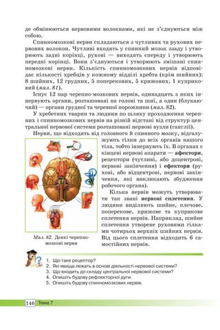 146 Тема 7
де обмінюються нервовими волокнами, які не з’єднуються між
собою.
Спинномозкові нерви складаються з чутливих та рухових не-
рвових волокон. Чутливі входять у спинний мозок ззаду і утво-
рюють задні корінці, рухові — виходять спереду і утворюють
передні корінці. Вони з’єднуються і утворюють змішані спин-
номозкові нерви. Кількість спинномозкових нервів відпові-
дає кількості хребців у кожному відділі хребта (крім шийних):
8 шийних, 12 грудних, 5 поперекових, 5 крижових, 1 куприко-
вий (мал. 81).
Існує 12 пар черепно-мозкових нервів, одинадцять з яких ін-
нервують органи, розташовані на голові та шиї, а один (блукаю-
чий) — органи грудної та черевної порожнини (мал. 82).
У хребетних тварин та людини по шляху проходження череп-
них і спинномозкових нервів на різній відстані від структур цен-
тральної нервової системи розташовані нервові вузли (ганглії).
Нерви, що відходять від головного й спинного мозку, відгалу-
жують гілки до всіх органів нашого
тіла, тобто іннервують їх. В органах є
кінцеві нервові апарати — афектори,
рецептори (чутливі, або доцентрові,
нервові закінчення) і ефектори (ру-
хові, або відцентрові, нервові закін-
чення, які викликають збудження
робочого органа).
Кілька нервів можуть утворюва-
ти так звані нервові сплетення. У
людини виділяють шийне, плечове,
поперекове, крижове та куприкове
сплетення нервів. Наприклад, шийне
сплетення утворене руховими гілка-
ми чотирьох верхніх шийних нервів.
Від цього сплетення відходить 6 са-
мостійних нервів.
1. Що таке рецептор?
2. Які явища лежать в основі діяльності нервової системи?
3. Що входить до складу центральної нервової системи?
4. Опишіть будову рефлекторної дуги.
5. Опишіть будову спинномозкових нервів.
Мал. 82. Деякі черепно-
мозкові нерви
 
