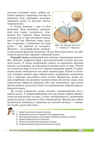 159Зв’язок організму людини із зовнішнім середовищем. Нервова система
регулює м’язовий тонус, роботу ру-
хового апарату, підтримує поставу та
рівновагу тіла, програмує цілеспря-
мованість рухів та регулює вегета-
тивні функції.
У складі мозочка є сіра та біла
речовини. Біла речовина, проника-
ючи між сірою, галузиться, утво-
рюючи білі смужки. Кора мозочка
складається із сірої речовини товщи-
ною 1–2,5 мм. Мозочок керує руха-
ми, координує і контролює всі види
рухів — від простих до складних.
Мозочок — не єдиний орган, який ре-
гулює рухову функцію організму. В разі його відсутності це здій-
снюють довгастий, середній і кінцевий мозок.
Середній мозок розміщений між мостом і проміжним мозком.
Він здійснює морфологічний і функціональний зв’язок цих від-
ділів мозку. У ньому розрізняють ніжки, де проходять провідні
шляхи, та покрівлю, де знаходяться центри слуху та зору. Також
тут містяться ядра 3-го та 4-го черепно-мозкових нервів. У серед-
ньому мозку знаходяться так звані червоні ядра. Разом із сітчас-
тим утвором червоні ядра забезпечують дотримання положення
тіла у просторі, регулюють тонус м’язів. Наприклад, якщо лю-
дина перебуває під впливом сильного вітру або потоку води, вона
намагається зберегти рівновагу або таке положення, при якому
зручно дихати і рухатися. Саме тут спрацьовують червоні ядра се-
реднього мозку.
До складу середнього мозку входять чотиригорбкове тіло і
ніжки мозку. У чотиригорбковому тілі два нижні горбки забезпе-
чують рухові реакції на звук, а саме: настороженість, визначення
джерела звуку у просторі та його переміщення. Верхні два горбки
організують поведінку у відповідь на світлові сигнали — поворо-
ти тулуба, рухи очей тощо.
1. Назвіть частини головного мозку.
2. Порівняйте поняття передній та кінцевий мозок.
3. Які структури входять до складу стовбура головного мозку?
4. Назвіть функції моста і мозочка.
5. Опишіть локалізацію середнього мозку.
6. Схарактеризуйте функції середнього мозку.
Мал. 90. Будова мозочку:
1 – черв’як; 2 – борозни
2
1
 