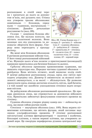 173Зв’язок організму людини із зовнішнім середовищем. Сенсорні системи
розташоване в очній ямці чере-
па і кріпиться до нього за допомо-
гою м’язів, які рухають око. Стінка
ока утворена трьома оболонками:
зовнішньою — білковою, серед-
ньою — судинною, внутрішньою —
сітківкою. Давайте детальніше
розглянемо їх (мал. 99).
Склера — зовнішня білкова обо-
лонка ока. Це щільна капсула, що
містить колагенові волокна. Вона
захищає око від ушкоджень та до-
помагає зберігати його форму. Спе-
реду вона переходить у прозору
рогівку.
На межі між білковою оболонкою
й рогівкою розташоване війкове тіло.
У його товщі розташований війковий
м’яз. Функція цього м’яза полягає в пристосуванні (акомодації)
кривизни кришталика для бачення близько та далеко.
Судинна оболонка пронизана кровоносними судинами, що
живлять структури ока. Передня частина судинної оболонки —
райдужка. Вона містить пігмент, який визначає колір очей.
У центрі райдужки розташована зіниця, крізь яку світло про-
ходить усередину ока. Діаметр її змінюється: за великої освіт-
леності зменшується, а за малої — збільшується. Це дозволяє
пропускати крізь зіницю достатню кількість світла, щоб бачити,
і в той самий час запобігає ушкодженню сітківки надто яскра-
вим світлом.
За райдужною оболонкою розташований кришталик. Це про-
зора двоопукла лінза, що утримується за допомогою війкового
тіла. Кришталик забезпечує фокусування сонячного променя на
сітківку.
Судинна оболонка утворює рідину камер ока — водянисту во-
логу, що являє собою розчин солей.
Сітківка — внутрішня оболонка (мал. 100). Вона вкрита піг-
ментними клітинами, що містять фусцин, який поглинає над-
лишок ультрафіолетових променів. У сітківці розташовані
світлочутливі клітини (фоторецептори) — палички і колбочки,
біполярні клітини, а також нервові клітини, що утворюють зо-
ровий нерв. Це своєрідна периферична ділянка центральної нер-
Мал. 99. Схема будови ока: 1 –
склера; 2 – рогівка; 3 – війкове
тіло; 4 – судинна оболонка;
5 – райдужка; 6 – зіниця;
7 – кришталик; 8 – сітківка;
9 – склисте тіло; 10 – канал
склистого тіла; 11 – сліпа
пляма; 12 – зоровий нерв
2
1
3
4 8
9
10
11
12
5
6
7
 