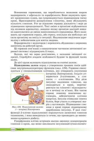 232 Тема 10
Основними гормонами, що виробляються мозковим шаром
наднирників, є адреналін та норадреналін. Вони звужують прос-
віт кровоносних судин, що супроводжується підвищенням тиску
крові. Прискорюючи розщеплення глікогену, вони збільшують
кількість глюкози. Усе це підсилює серцеву діяльність і веде до
підвищення працездатності. Такі зміни в організмі відбуваються
під впливом адреналіну, завдяки якому організм здатний швид-
ко адаптуватися до зміни навколишнього середовища. Його нази-
вають ще гормоном страху, або стресу, оскільки він мобілізує всі
сили організму на вихід із ситуації. Надлишкове виділення адре-
наліну є небезпечним для життя людини.
Норадреналін є медіатором і переносить збудження з нервових
закінчень на робочий орган.
Ці гормони пов’язані з симпатичною частиною автономної не-
рвової системи і підтримують її тонус.
Залози, які ми зараз розглянемо, є залозами змішаної се-
креції. Спробуйте згадати особливості будови та функцій таких
залоз.
До цієї групи належать підшлункова та статеві залози.
Підшлункова залоза поряд з утворенням травних соків здій-
снює внутрішньосекреторну функцію (мал. 124). Гормони синте-
зуються у спеціалізованих клітинах, які утворюють скупчення
(острівці Лангерганса). Інсулін ут-
ворюється β-клітинами, а глю-
кагон — α-клітинами. Під дією
інсуліну надлишок глюкози, що
знаходиться в крові, перетво-
рюється на глікоген і відкладаєть-
ся в печінці та м’язах. Він також
сприяє повному окисненню ву-
глеводів, забезпечуючи клітини
енергією. Інсулін стимулює синтез
білків, бере участь в утворенні жи-
рів з вуглеводів. Підвищення глю-
кози в крові сприяє підвищеному
виробленню інсуліну. У разі гіпо-
функції β-клітин підшлункової порушується засвоєння глюкози
тканинами, і вона виводиться із сечею, що призводить до виник-
нення цукрового діабету.
Гіперфункція клітин острівців значно зменшує концентрацію
глюкози в крові, що може викликати інсуліновий (гіпоглікеміч-
Мал. 124. Підшлункові залози:
1 – острівці Лангерганса
1
 