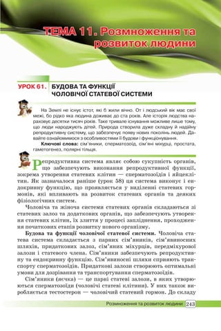 243Розмноження та розвиток людини
ТЕМА 11. Розмноження та
розвиток людини
ТЕМА 11.ТЕМА 11. Розмноження таРозмноження та
розвиток людинирозвиток людини
УРОК 61. БУДОВА ТА ФУНКЦІЇ
ЧОЛОВІЧОЇ СТАТЕВОЇ СИСТЕМИ
На Землі не існує істот, які б жили вічно. От і людський вік має свої
межі, бо рідко яка людина доживає до ста років. Але історія людства на-
раховує десятки тисяч років. Таке тривале існування можливе лише тому,
що люди народжують дітей. Природа створила дуже складну й надійну
репродуктивну систему, що забезпечує появу нових поколінь людей. Да-
вайте ознайомимося з особливостями її будови і функціонування.
Ключові слова: сім’яники, сперматозоїд, сім’яні міхурці, простата,
гаметогенез, полярні тільця.
Репродуктивна система являє собою сукупність органів,
що забезпечують виконання репродуктивної функції,
зокрема утворення статевих клітин — сперматозоїдів і яйцеклі-
тин. Як зазначалося раніше (урок 58) ця система виконує і ен-
докринну функцію, що проявляється у виділенні статевих гор-
монів, які впливають на розвиток статевих органів та деяких
фізіологічних систем.
Чоловіча та жіноча системи статевих органів складаються зі
статевих залоз та додаткових органів, що забезпечують утворен-
ня статевих клітин, їх злиття у процесі запліднення, проходжен-
ня початкових етапів розвитку нового організму.
Будова та функції чоловічої статевої системи. Чоловіча ста-
тева система складається з парних сім’яників, сім’явиносних
шляхів, придаткових залоз, сім’яних міхурців, передміхурової
залози і статевого члена. Сім’яники забезпечують репродуктив-
ну та ендокринну функцію. Сім’явиносні шляхи сприяють тран-
спорту сперматозоїдів. Придаткові залози створюють оптимальні
умови для дозрівання та транспортування сперматозоїдів.
Сім’яники (яєчка) — це парні статеві залози, в яких утворю-
ються сперматозоїди (чоловічі статеві клітини). У них також ви-
робляється тестостерон — чоловічий статевий гормон. До складу
 