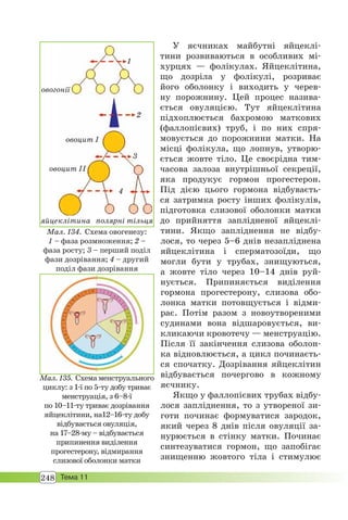 248 Тема 11
У яєчниках майбутні яйцеклі-
тини розвиваються в особливих мі-
хурцях — фолікулах. Яйцеклітина,
що дозріла у фолікулі, розриває
його оболонку і виходить у черев-
ну порожнину. Цей процес назива-
ється овуляцією. Тут яйцеклітина
підхоплюється бахромою маткових
(фаллопієвих) труб, і по них спря-
мовується до порожнини матки. На
місці фолікула, що лопнув, утворю-
ється жовте тіло. Це своєрідна тим-
часова залоза внутрішньої секреції,
яка продукує гормон прогестерон.
Під дією цього гормона відбуваєть-
ся затримка росту інших фолікулів,
підготовка слизової оболонки матки
до прийняття заплідненої яйцеклі-
тини. Якщо запліднення не відбу-
лося, то через 5–6 днів незапліднена
яйцеклітина і сперматозоїди, що
могли бути у трубах, знищуються,
а жовте тіло через 10–14 днів руй-
нується. Припиняється виділення
гормона прогестерону, слизова обо-
лонка матки потовщується і відми-
рає. Потім разом з новоутвореними
судинами вона відшаровується, ви-
кликаючи кровотечу — менструацію.
Після її закінчення слизова оболон-
ка відновлюється, а цикл починаєть-
ся спочатку. Дозрівання яйцеклітин
відбувається почергово в кожному
яєчнику.
Якщо у фаллопієвих трубах відбу-
лося запліднення, то з утвореної зи-
готи починає формуватися зародок,
який через 8 днів після овуляції за-
нурюється в стінку матки. Починає
синтезуватися гормон, що запобігає
знищенню жовтого тіла і стимулює
Мал. 135. Схемаменструального
циклу: з 1-ї по 5-ту добу триває
менструація, з 6–8-ї
по 10–11-ту триває дозрівання
яйцеклітини, на12–16-ту добу
відбувається овуляція,
на 17–28-му – відбувається
припинення виділення
прогестерону, відмирання
слизової оболонки матки
1
4
3
2
овогонії
овоцит І
овоцит ІІ
яйцеклітина полярні тільця
Мал. 134. Схема овогенезу:
1 – фаза розмноження; 2 –
фаза росту; 3 – перший поділ
фази дозрівання; 4 – другий
поділ фази дозрівання
 