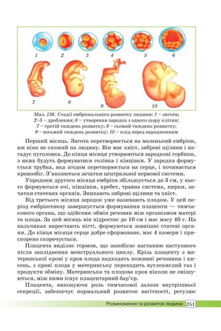 251Розмноження та розвиток людини
Мал. 136. Стадії ембріонального розвитку людини: 1 – зигота;
2–5 – дроблення; 6 – утворення зародка з одного шару клітин;
7 – третій тиждень розвитку; 8 – сьомий тиждень розвитку;
9 – восьмий тиждень розвитку; 10 – плід перед народженням
Перший місяць. Зигота перетворюється на маленький ембріон,
аж ніяк не схожий на людину. Він має хвіст, зяброві щілини і на-
гадує пуголовка. До кінця місяця утворюються зародкові горбики,
з яких будуть формуватися голівка і кінцівки. У зародка форму-
ється трубка, яка згодом перетворюється на серце, і починається
кровообіг. З’являються зачатки центральної нервової системи.
Упродовж другого місяця ембріон збільшується до 3 см, у ньо-
го формуються очі, кінцівки, хребет, травна система, нирки, за-
чатки статевих органів. Зникають зяброві щілини та хвіст.
Від третього місяця зародок уже називають плодом. У цей пе-
ріод ембріогенезу завершується формування плаценти — тимча-
сового органа, що здійснює обмін речовин між організмом матері
та плода. За цей місяць він підростає до 10 см і має масу 40 г. На
пальчиках виростають нігті, формуються зовнішні статеві орга-
ни. До кінця місяця серце добре сформоване, має 4 камери і при-
скорено скорочується.
Плацента виділяє гормон, що запобігає настанню наступного
після запліднення менструального циклу. Крізь плаценту з ма-
теринської крові у кров плода надходять поживні речовини і ки-
сень, з крові плода у материнську переходить вуглекислий газ і
продукти обміну. Материнська та плодова кров ніколи не змішу-
ються, між ними існує плацентарний бар’єр.
Плацента, виконуючи роль тимчасової залози внутрішньої
секреції, забезпечує нормальний розвиток вагітності, регулює
1
10
4 5 632
7 8
9
 