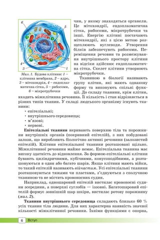 6 Вступ
чин, у якому знаходяться органели.
Це мітохондрії, ендоплазматична
сітка, рибосоми, мікротрубочки та
інші. Енергію клітині постачають
мітохондрії, які з цією метою роз-
щеплюють вуглеводи. Утворення
білків забезпечують рибосоми. Пе-
реміщення речовин та розмежуван-
ня внутрішнього простору клітини
на відсіки здійснює ендоплазматич-
на сітка. Скелет клітини утворюють
мікротрубочки.
Тканиною в біології називають
групу клітин, які мають однакову
форму та виконують спільні функ-
ції. До складу тканини, крім клітин,
входить міжклітинна речовина. Її кількість і стан відрізняється в
різних типів тканин. У складі людського організму існують тка-
нини:
• епітеліальні;
• внутрішнього середовища;
• м’язові;
• нервові.
Епітеліальні тканини вкривають поверхню тіла та порожни-
ни внутрішніх органів (покривний епітелій), з них побудовані
залози, що виробляють біологічно активні речовини (залозистий
епітелій). Клітини епітеліальної тканини розташовані щільно.
Міжклітинної речовини майже немає. Епітеліальна тканина має
високу здатність до відновлення. За формою епітеліальні клітини
бувають циліндричними, кубічними, конусоподібними, а розта-
шовуються в один або багато шарів. Якщо клітини мають війки,
то такий епітелій називають війчастим. Усі епітеліальні тканини
розташовуються тяжами чи пластами, з’єднуються з сполучною
тканиною та не містять кровоносних судин.
Наприклад, одношаровий епітелій вистилає кровоносні суди-
ни зсередини, а поверхні суглобів — іззовні. Багатошаровий епі-
телій формує зовнішній шар шкіри, вистилає ротову порожнину
(мал. 2).
Тканини внутрішнього середовища складають близько 60 %
усіх тканин тіла людини. Для них характерна наявність значної
кількості міжклітинної речовини. Їхніми функціями є опорна,
Мал. 1. Будова клітини: 1 –
клітинна мембрана, 2 – ядро,
3 – мітохондрія, 4 – ендоплаз-
матична сітка, 5 – рибосоми,
6 – мікротрубочки
1
2
5
6
3
4
 