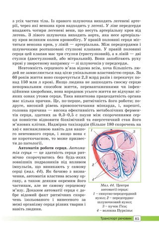 85Транспорт речовин
з усіх частин тіла. Із правого шлуночка виходять легеневі арте-
рії, через які венозна кров надходить у легені. У ліве передсердя
впадають чотири легеневі вени, що несуть артеріальну кров від
легень. З лівого шлуночка виходить аорта, яка несе артеріаль-
ну кров великим колом кровообігу. У правій половині серця міс-
титься венозна кров, у лівій — артеріальна. Між передсердями і
шлуночками розташовані стулкові клапани. У правій половині
серця цей клапан має три стулки (тристулковий), а в лівій — дві
стулки (двостулковий, або мітральний). Вони запобігають руху
крові у зворотному напрямку — зі шлуночків у передсердя.
Невтомність серцевого м’яза відома всім, хоча більшість лю-
дей не замислюється над цією унікальною властивістю серця. За
60 років життя воно скорочується 2,3 млрд разів і перекачує по-
над 150 млн л крові. Якщо людина не зашкодить своєму серцю
ненормальним способом життя, перевантаженнями чи інфек-
ційними хворобами, вона впродовж усього життя не відчуває ні-
яких ознак утоми серця. Така виняткова працездатність органа
має кілька причин. Це, по-перше, ритмічність його роботи; по-
друге, високий рівень кровопостачання міокарда, і, нарешті,
головна причина — висока ефективність метаболічних фермен-
тів серця, здатних за 0,3–0,5 с паузи між скороченнями сер-
ця повністю відновити біохімічний та енергетичний стан його
м’язових клітин. Надмірна тахікардія (більше 180 скорочень на
хв) є виснажливою навіть для нашо-
го невтомного серця, і якщо вона є
не короткочасною, то може призвес-
ти до патології.
Автоматія роботи серця. Автома-
тія серця — це здатність серця рит-
мічно скорочуватись без будь-яких
зовнішніх подразників під впливом
імпульсів, що виникають у самому
серці (мал. 44). Як бачимо з визна-
чення, автоматія властива всьому ор-
гану, а також деяким окремим його
частинам, але не самому серцевому
м’язу. Доказом автоматії серця є до-
бре відомий факт ритмічних скоро-
чень ізольованого і винесеного за
межі організму серця різних тварин і
навіть людини.
Мал. 44. Центри
автоматії серця:
1 – синусно-передсердний
вузол; 2 – передсердно-
шлуночковий вузол;
3 – пучок Гіса;
4 – волокна Пуркіньє
1
4
2
3
 