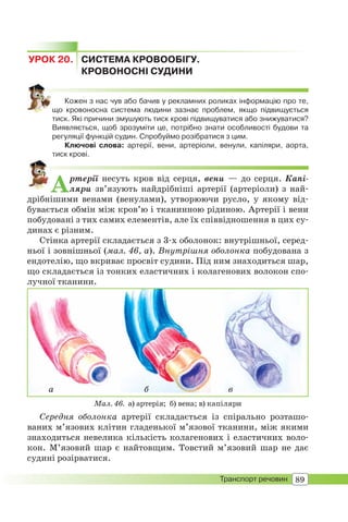 89Транспорт речовин
Мал. 46. а) артерія; б) вена; в) капіляри
УРОК 20. СИСТЕМА КРОВООБІГУ.
КРОВОНОСНІ СУДИНИ
Кожен з нас чув або бачив у рекламних роликах інформацію про те,
що кровоносна система людини зазнає проблем, якщо підвищується
тиск. Які причини змушують тиск крові підвищуватися або знижуватися?
Виявляється, щоб зрозуміти це, потрібно знати особливості будови та
регуляції функцій судин. Спробуймо розібратися з цим.
Ключові слова: артерії, вени, артеріоли, венули, капіляри, аорта,
тиск крові.
Артерії несуть кров від серця, вени — до серця. Капі-
ляри зв’язують найдрібніші артерії (артеріоли) з най-
дрібнішими венами (венулами), утворюючи русло, у якому від-
бувається обмін між кров’ю і тканинною рідиною. Артерії і вени
побудовані з тих самих елементів, але їх співвідношення в цих су-
динах є різним.
Стінка артерії складається з 3-х оболонок: внутрішньої, серед-
ньої і зовнішньої (мал. 46, а). Внутрішня оболонка побудована з
ендотелію, що вкриває просвіт судини. Під ним знаходиться шар,
що складається із тонких еластичних і колагенових волокон спо-
лучної тканини.
а б в
Середня оболонка артерії складається із спірально розташо-
ваних м’язових клітин гладенької м’язової тканини, між якими
знаходиться невелика кількість колагенових і еластичних воло-
кон. М’язовий шар є найтовщим. Товстий м’язовий шар не дає
судині розірватися.
 