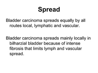 Spread
Bladder carcinoma spreads equally by all
routes local, lymphatic and vascular.
Bladder carcinoma spreads mainly locally in
bilharzial bladder because of intense
fibrosis that limits lymph and vascular
spread.
 