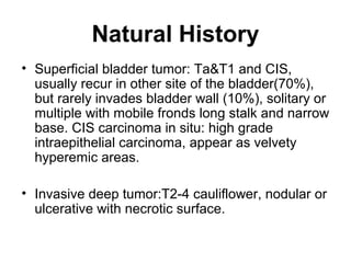 Natural History
• Superficial bladder tumor: Ta&T1 and CIS,
usually recur in other site of the bladder(70%),
but rarely invades bladder wall (10%), solitary or
multiple with mobile fronds long stalk and narrow
base. CIS carcinoma in situ: high grade
intraepithelial carcinoma, appear as velvety
hyperemic areas.
• Invasive deep tumor:T2-4 cauliflower, nodular or
ulcerative with necrotic surface.
 