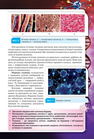 15
а б в
Мал. 6
М’язові тканини: а — посмугована скелетна; б — посмугована
серцева; в — непосмугована
Посмугована м’язова тканина вистилає всю скелетну мускулатуру,
м’язи серця, язика, глотки. Скорочення посмугованої м’язової тканини
здійснюється довільно (свідомо). Ця тканина складається з довгих і тов-
стих м’язових волокон.
Непосмугована м’язова тканина складається з окремих дрібних ве-
ретеноподібних клітин, які щільно прилягають одна до одної. Вона вхо-
дить до складу внутрішніх органів (стінки травного каналу, кровонос-
них і лімфатичних судин), м’язи
яких скорочуються повільно, рит-
мічно та мимовільно.
Нервова тканина складається
з нервових клітин (нейронів) та
міжклітинної речовини — нейро-
глії (від грец. — «нервовий клей»)
(мал. 7). Основними її властивос-
тями є збудливість і провідність.
Клітини нервової тканини
здатні активно сприймати подраз-
нення та реагувати на них, пере-
даючи збудження. Нервова ткани-
на забезпечує зв’язок людського
організму з навколишнім серед-
овищем та узгоджену діяльність
його систем органів.
• Організм людини має клітинну будову.
• Основними складовими клітини є ядро, цитоплазма, клітинна мемб-
рана та органели (ендоплазматична сітка, рибосоми, мітохондрії, апа-
рат Гольджі, лізосоми); допоміжними — включення.
• Тканина — це сукупність клітин, подібних за будовою і об’єднаних
спільними функціями.
• Розрізняють такі тканини в організмі людини: епітеліальна, сполучна,
м’язова та нервова.
Нервова тканинаМал. 7
 
