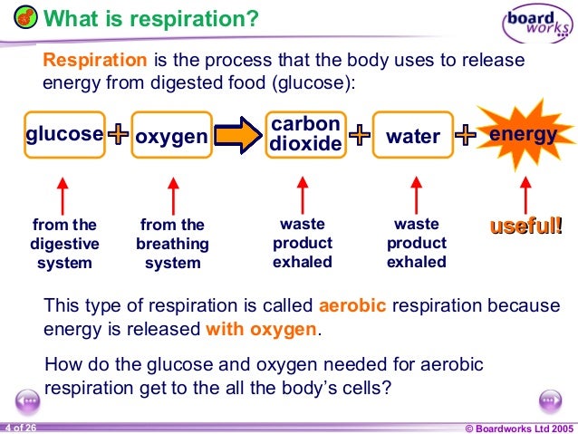 Needed With Digested Food To Release Energy Stored In Food Needed With Digested Food To Release Energy Stored In Food