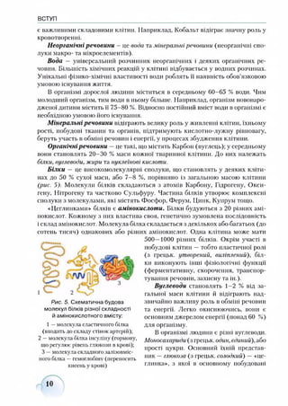ВСТУП
є важливими складовими клітин. Наприклад, Кобальт відіграє значну роль у
кровотворенні.
Неорганічні речовини - це вода та мінеральні речовини (неорганічні спо­
луки макро- та мікроелементів).
Вода —універсальний розчинник неорганічних і деяких органічних ре­
човин. Більшість хімічних реакцій у клітині відбувається у водних розчинах.
Унікальні фізико-хімічні властивості води роблять її наявність обов’язковою
умовою існування життя.
В організмі дорослої людини міститься в середньому 60-65 % води. Чим
молодший організм, тим води в ньому більше. Наприклад, організм новонаро­
дженої дитини містить її 75-80 %. Відносно постійний вміст води в організмі є
необхідною умовою його існування.
Мінеральні речовини відіграють велику роль у живленні клітин, їхньому
рості, побудові тканин та органів, підтримують кислотно-лужну рівновагу,
беруть участь в обміні речовин і енергії, у процесах збудження клітини.
Органічніречовини —це такі, що містять Карбон (вуглець); у середньому
вони становлять 20-30 % маси кожної тваринної клітини. До них належать
білки, вуглеводи, жири та нуклеїнові кислоти.
Білки — це високомолекулярні сполуки, що становлять у деяких кліти­
нах до 50 % сухої маси, або 7-8 %, порівняно із загальною масою клітини
(рис. 5). Молекули білків складаються з атомів Карбону, Гідрогену, Окси-
гену, Нітрогену та частково Сульфуру. Частина білків утворює комплексні
сполуки з молекулами, які містять Фосфор, Ферум, Цинк, Купрум тощо.
«Цеглинками» білків є амінокислоти. Білки будуються з 20 різних амі­
нокислот. Кожному з них властива своя, генетично зумовлена послідовність
і склад амінокислот. Молекула білка складається з декількох або багатьох (до
сотень тисяч) однакових або різних амінокислот. Одна клітина може мати
500—1000 різних білків. Окрім участі в
побудові клітин —тобто пластичної ролі
(з грецьк. утворений, виліплений), біл­
ки виконують інші фізіологічні функції
(ферментативну, скорочення, транспор­
тування речовин, захисну та ін.).
Вуглеводи становлять 1-2 % від за­
гальної маси клітини й відіграють над­
звичайно важливу роль в обміні речовин
та енергії. Легко окиснюючись, вони є
основним джерелом енергії (понад 60 %)
для організму.
В організмі людини є різні вуглеводи.
Моносахариди (з грецьк. один, єдиний), або
прості цукри. Основний їхній представ­
ник —глюкоза (з грецьк. солодкий) —«це­
глинка», з якої в основному побудовані
10
Рис. 5. Схематична будова
молекул білків різної складності
й амінокислотного вмісту:
1 —молекула еластичного білка
(входить до складу стінок артерій);
2 —молекула білка інсуліну (гормону,
що регулює рівень глюкози в крові);
З —молекула складного залізовміс­
ного білка —гемоглобіну (переносить
кисень у крові)
 