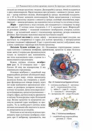 складні вуглеводи організму людини. Дисахариди (з грецьк. двічі) складаються
з двох моносахаридів. Представником цих речовин є лактоза (з грецьк. моло­
ко) —цукор жіночого молока. Полісахариди (з грецьк. численний) складають­
ся з 10 та більше залишків моносахаридів. їхнім представником у клітинах
і тканинах організму людини є глікоген (з грецьк. солодкий і походження, поро­
дження) —запасна речовина, що накопичується в печінці та скелетних м’язах.
Жири —нерозчинні у воді сполуки, які складаються з гліцерину та жир­
них кислот. У клітині вони становлять 1-2 % загальної маси. Жироподіб­
ні речовини (ліпіди) — основний компонент мембранних утворень клітин.
Жири — це механічний захист і теплоізоляція організму, резерв поживних
речовин. При їхньому окисненні виділяється багато енергії.
Нуклеїнові кислоти (з латин, ядро) — високомолекулярні сполуки, що
містяться та утворюються в ядрах усіх клітин організму, є матеріальними
носіями спадкової інформації. Саме з нуклеїнових кислот побудовані гени,
у яких «записана» структура всіх білків організму.
Загальна будова клітини (рис. 6). Основними структурними елемен­
тами клітини є клітинна мембрана, цитоплазма, органели та ядро. Клітина
може жити й нормально функціонувати
тільки за наявності цих компонентів,
які тісно взаємодіють один з одним та з
навколишнім середо вищем.
Кожна клітина оточена мембра­
ною (рис. б, 7) (товщина якої — при­
близно 10 нм), що відокремлює її від
зовнішнього середовища.
Основою мембрани є подвійний шар
жироподібних речовин (біліпідний шар).
Товщу цього шару ліпідів пронизують
молекули білків, що утворюють у мемб­
рані функціональні отвори (пори), через
які може відбуватися проникнення неве­
ликих за розміром полярних молекул у
клітину чи назовні. Деякі неполярні моле­
кули (наприклад, органічні розчинники —
спирти, ефіри, ацетон) можуть проникати
в клітину безпосередньо через біліпідний
шар. Великі органічні та неорганічні мо­
лекули зазвичай через мембрану не про­
ходять. Та за необхідності клітина може
активно поглинати або виділяти їх назов­
ні, витрачаючи на це енергію.
Оскільки не всі молекули вільно про­
никають через клітинну мембрану, гово­
рять про її вибіркову проникність, яка
§ 2. Різноманітність клітин організму людини. їх структура і життєдіяльність
11
Рис. 6. Схематична будова клітини:
1 —клітинна мембрана; 2 —цитоплаз­
ма; 3 —ендоплазматична сітка;
4 —війки; 5 —ядро; 6 —ядерце;
7 —лізосома; 8 —мітохондрія;
9 —центросома; 10 —апарат Гольджі
Рис. 7. Клітинна мембрана:
1—подвійний шар жироподібних
речовин: 2 —білок
 
