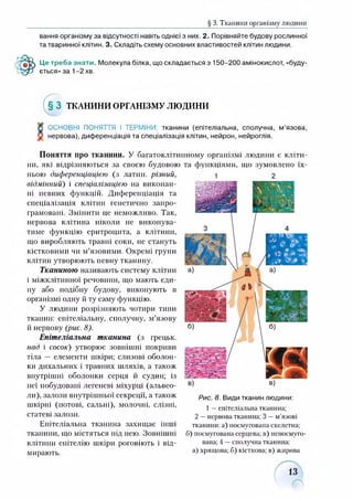 § 3. Тканини організму людини
вання організму за відсутності навіть однієї з них. 2. Порівняйте будову рослинної
та тваринної клітин. 3. Складіть схему основних властивостей клітин людини.
Це треба знати. Молекула білка, що складається з 150-200 амінокислот, «буду­
ється» за 1-2 хв.
( § З ТКАНИНИ ОРГАНІЗМУ людини
[ ОСНОВНІ ПОНЯТТЯ І ТЕРМІНИ: тканини (епітеліальна, сполучна, м’язова,
' нервова), диференціація та спеціалізація клітин, нейрон, нейроглія.
Поняття про тканини. У багатоклітинному організмі людини є кліти­
ни, які відрізняються за своєю будовою та функціями, що зумовлено їх­
ньою диференціацією (з латин, різний, і 2
відмінний) і спеціалізацією на виконан­
ні певних функцій. Диференціація та
спеціалізація клітин генетично запро­
грамовані. Змінити це неможливо. Так,
нервова клітина ніколи не виконува­
тиме функцію еритроцита, а клітини,
що виробляють травні соки, не стануть
кістковими чи м’язовими. Окремі групи
клітин утворюють певну тканину.
Тканиною називають систему клітин
і міжклітинної речовини, що мають єди­
ну або подібну будову, виконують в
організмі одну й ту саму функцію.
У людини розрізняють чотири типи
тканин: епітеліальну, сполучну, м’язову
й нервову (рис. 8).
Епітеліальна тканина (з грецьк.
над і сосок) утворює зовнішні покриви
тіла — елементи шкіри; слизові оболон­
ки дихальних і травних шляхів, а також
внутрішні оболонки серця й судин; із
неї побудовані легеневі міхурці (альвео­
ли), залози внутрішньої секреції, а також
шкірні (йотові, сальні), молочні, слізні,
статеві залози.
Епітеліальна тканина захищає інші
тканини, що містяться під нею. Зовнішні
клітини епітелію шкіри роговіють і від­
мирають.
Рис. 8. Види тканин людини:
1—епітеліальна тканина;
2 —нервова тканина; 3 —м’язові
тканини: а) посмугована скелетна;
б) посмугована серцева; в) непосмуго-
вана; 4 —сполучна тканина:
а) хрящова; б) кісткова; в) жирова
 