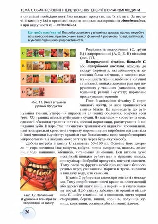 в організмі, необхідно постійно вживати продукти, що їх містять. За неста­
чі вітамінів у їжі в організмі людини виникає захворювання гіповітаміноз,
а при відсутності їх —авітаміноз.
Це треба пам’ятати! Потреба організму у вітамінах зростає під час перебігу
всіх захворювань, при виконанні важкої фізичної й розумової праці, вагітності,
в умовах підвищеної радіоактивності.
ТЕМА 1. ОБМІН РЕЧОВИН І ПЕРЕТВОРЕННЯ ЕНЕРГІЇ В ОРГАНІЗМІ ЛЮДИНИ
Рис. 11. Вміст вітамінів
у різних продуктах
Розрізняють водорозчинні (С, групи
В) і жиророзчинні (А, О, Е, К) вітаміни
(рис. 11).
Водорозчинні вітаміни. Вітамін С,
або аскорбінова кислота, входить до
складу ферментів, які забезпечують за­
своєння білка клітиною, а завдяки цьо­
му —міцність тканин, особливо сполучної
та м’язової; швидке загоєння ран при по­
рушеннях у тканинах (запалення, трав­
мування); реакції імунітету; нормальне
продукування гормонів.
Гіио- й авітаміноз вітаміну С спри­
чиняють цингу, за якої припиняється
синтез білків. Це призводить до руй­
нування тканин, утворення виразок на слизових оболонках, зокрема ясен
(рис. 12), травних шляхів, руйнування судин. Як наслідок —кровотечі з ясен,
слизової оболонки травних шляхів, носової порожнини, розхитування й ви­
падання зубів. Шкіра стає плямистою, трапляються підшкірні крововиливи,
навіть смертельні кровотечі в черевну порожнину; не виробляються антитіла
й інші чинники імунітету; організм стає беззахисним щодо хвороботворних
мікроорганізмів, і людина може загинути через будь-яку хворобу.
Добова потреба вітаміну С становить 50-100 мг. Основне його джере-
ло — сира рослинна їжа: капуста, цибуля, чорна смородина, щавель, лимо­
ни, плоди шипшини, обліпиха, китайський лимонник. Цей вітамін дуже
нестійкий: швидко руйнується в зірваних плодах,
при кулінарній обробці продуктів, контакті з киснем.
Тому овочі та фрукти необхідно нарізати безпосе­
редньо перед уживанням. Варити їх треба, кидаючи
в киплячу воду, їсти свіжими.
Вітамін С руйнується також при контакті з метала-
ми. Тому подрібнювати овочі краще на пластмасовій
або дерев’яній шатківниці, а варити — в емальовано­
му посуді. Щоб узимку забезпечити організм вітамі­
ном С, пийте вітамінні чаї з шипшини, листя чорної
смородини, берези, вишні, чорниць, полуниць, су­
ниць, конюшини, соснових або ялинових гілочок.
Рис. 12. Запалення
й ураження ясен при за
хворюванні на цингу
26
 