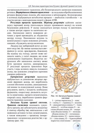 § 8. Загальна характеристика будови і функцій травної системи
внутрішньоклітинного травлення, або безпосереднього засвоєння поживних
речовин. Внутрішньоклітинне травлення —це подальша обробка поживних
речовин ферментами лізосом, або окиснення в мітохондріях. Безпосередньо
в клітинах відбуваються метаболічні процеси — анаболізм і катаболізм —за
участю кисню з вивільненням енергії у формі АТФ.
Регуляція процесів травлення. Нервову регуляцію здійснює насам­
перед харчовий центр гіпоталамуса (відділ проміжного мозку) на основі
безумовних рефлексів. У ньому знаходяться центри голоду та насичення,
а також центри спраги та насичення во­
дою. Зменшення вмісту поживних ре­
човин у крові призводить до збудження
центру голоду. Наповнення шлунка та
всмоктування в кров поживних речовин,
навпаки, збуджують центр насичення.
Людина має вибірковий потяг до пев­
ного виду їжі. Це явище називається апе­
титом (з латин, пристрасть, бажання).
На відміну від голоду, апетит може ви­
никати навіть у ситої людини, що може
зумовлювати переїдання. Водночас по­
рушення або зникнення апетиту може
бути проявом якогось захворювання.
У регуляції процесів травлення бере
участь і кора великих півкуль головного
мозку, що зумовлює утворення харчових
умовних рефлексів.
Гуморальна регуляція травлення
відбувається за допомогою місцевих гор­
монів травного шляху, які виробляють
слизові оболонки шлунка, дванадцятипа­
лої кишки та підшлункової залози. Вони
регулюють якість і кількість необхідних
ферментів, скоротливу діяльність шлун­
ка та кишечнику, процеси всмоктування,
секреції слизу, вироблення травних фер­
ментів травними залозами.
Загальна будова травної системи.
Травною системою називають сукуп­
ність органів, які забезпечують механічну
й хімічну обробку їжі, вивільнення з неї
поживних речовин та їхнє всмоктування,
а також виведення з організму непере-
травлених і незасвоєних решток їжі з ор­
ганізму (рис. 14).
Рис. 14. Загальна будова травної
системи:
1 —ротова порожнина; 2 —язик;
З —глотка; 4 —стравохід; 5 —шлунок;
6 —дванадцятипала кишка; 7 —тонка
кишка; 8 —клубова кишка; 9 —ви­
східна ободова кишка; 10 —попере­
кова ободова кишка; 11 —низхідна
ободова кишка; 12 —сигмовидна
ободова кишка; 13 —пряма кишка;
14 —сліпа кишка; 15 —червоподібний
відросток сліпої кишки —апендикс
 