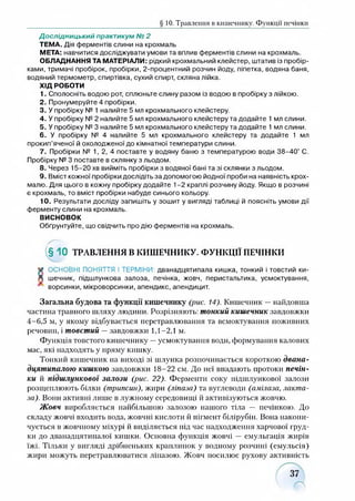 § 10. Травлення в кишечнику. Функції печінки
Дослідницький практикум № 2
ТЕМА. Дія ферментів слини на крохмаль
МЕТА: навчитися досліджувати умови та вплив ферментів слини на крохмаль.
ОБЛАДНАННЯ ТА МАТЕРІАЛИ: рідкий крохмальний клейстер, штатив із пробір­
ками, тримачі пробірок, пробірки, 2-процентний розчин йоду, піпетка, водяна баня,
водяний термометр, спиртівка, сухий спирт, скляна лійка.
ХІД РОБОТИ
1. Сполосніть водою рот, сплюньте слину разом із водою в пробірку з лійкою.
2. Пронумеруйте 4 пробірки.
3. У пробірку № 1 налийте 5 мл крохмального клейстеру.
4. У пробірку № 2 налийте 5 мл крохмального клейстеру та додайте 1 мл слини.
5. У пробірку № 3 налийте 5 мл крохмального клейстеру та додайте 1 мл слини.
6. У пробірку № 4 налийте 5 мл крохмального клейстеру та додайте 1 мл
прокип’яченої й охолодженої до кімнатної температури слини.
7. Пробірки № 1, 2, 4 поставте у водяну баню з температурою води 38-40° С.
Пробірку № 3 поставте в склянку з льодом.
8. Через 15-20 хв вийміть пробірки з водяної бані та зі склянки з льодом.
9. Вміст кожної пробірки дослідіть за допомогою йодної проби на наявність крох­
малю. Для цього в кожну пробірку додайте 1-2 краплі розчину йоду. Якщо в розчині
є крохмаль, то вміст пробірки набуде синього кольору.
10. Результати досліду запишіть у зошит у вигляді таблиці й поясніть умови дії
ферменту слини на крохмаль.
ВИСНОВОК
Обґрунтуйте, що свідчить про дію ферментів на крохмаль.
(§ 1 0 ТРАВЛЕННЯ В КИШЕЧНИКУ. ФУНКЦІЇ ПЕЧІНКИ
V ОСНОВНІ ПОНЯТТЯ І ТЕРМІНИ: дванадцятипала кишка, тонкий і товстий ки-
Д шечник, підшлункова залоза, печінка, жовч, перистальтика, усмоктування,
* ворсинки, мікроворсинки, апендикс, апендицит.
Загальна будова та функції кишечнику (рис. 14). Кишечник —найдовша
частина травного шляху людини. Розрізняють: тонкий кишечник завдовжки
4-6,5 м, у якому відбувається перетравлювання та всмоктування поживних
речовин, і товстий —завдовжки 1,1-2,1 м.
Функція товстого кишечнику —усмоктування води, формування калових
мас, які надходять у пряму кишку.
Тонкий кишечник на виході зі шлунка розпочинається короткою двана­
дцятипалою кишкою завдовжки 18-22 см. До неї впадають протоки печін­
ки й підшлункової залози (рис. 22). Ферменти соку підшлункової залози
розщеплюють білки (трипсин), жири (ліпаза) та вуглеводи (амілаза, лакта­
за). Вони активні лише в лужному середовищі й активізуються жовчю.
Жовч виробляється найбільшою залозою нашого тіла — печінкою. До
складу жовчі входить вода, жовчні кислоти й пігмент білірубін. Вона накопи­
чується в жовчному міхурі й виділяється підчас надходження харчової груд­
ки до дванадцятипалої кишки. Основна функція жовчі — емульгація жирів
їжі. Тільки у вигляді дрібненьких краплинок у водному розчині (емульсія)
жири можуть перетравлюватися ліпазою. Жовч посилює рухову активність
 