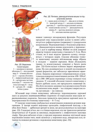 ТЕМА 2. ТРАВЛЕННЯ
Рис. 22. Печінка, дванадцятипала кишка та під­
шлункова залоза:
1—права доля печінки; 2 —ліва доля печінки;
З —жовчний міхур; А — загальна печінкова
протока; 5 —протока підшлункової залози;
6 —підшлункова залоза; 7 —дванадцятипала
кишка; 8 —протока жовчного міхура;
9 —загальна жовчна протока
кишок і виконує знезаражуючу функцію. Регуляція
продукції соку підшлункової залози та жовчі забез­
печується рефлекторним (нервовим) і гуморальним
механізмами. Переважаючими є безумовні рефлекси.
Дванадцятипала кишка переходить у порожнис­
ту, а далі в клубову кишку. Майже по всій довжині
діаметр тонкого кишечнику становить 3-5 см. Його
стінки, як й інші відділи травного шляху, склада­
ються з чотирьох шарів. Слизова оболонка тонко­
го кишечнику завдяки підслизовому шару зібрана
в складки — кишкові ворсинки. Вони збільшують
травну та всмоктувальну поверхні в багато разів
(рис. 23) Епітеліальні клітини вкриті мікроворсин-
ка.ми. На них розміщуються в певній послідовності
травні ферменти, що забезпечує пристінкове трав­
лення. Завдяки ворсинкам і мікроворсинкам усмок­
тувальна поверхня тонкої кишки досягає 450-550 м2,
що в 300-380 разів перевищує площу поверхні тіла
людини. У слизовій оболонці тонкого кишечнику є
багато дрібних залоз, які продукують кишковий сік.
Під його впливом завершується розщеплення білків
на амінокислоти, жирів —на гліцерин і жирні кисло­
ти, вуглеводів —на глюкозу.
М’язовий шар стінки кишечнику забезпечує перемішування харчової
маси за рахунок маятникоподібних скорочень і її пересування внаслідок пе­
ристальтичних скорочень. Загальна тривалість просування харчової маси та
перетравлення її в тонкому кишечнику —6-7 год.
У тонкому кишечнику відбувається всмоктування поживних речовин вор­
синками. У центрі кожної ворсинки проходить лімфатичний капіляр, а по
обох його боках —дрібненькі артерії та вени, що розгалужуються на капіляри
(рис. 23)■Гладенькі м’язи, що є в стінках ворсинок, під час травлення ритмічно
скорочуються (5-6 разів за хвилину), видавлюючи з лімфатичного капіляра
лімфу. При розслабленні м’язів у середині ворсинки виникає від’ємний щодо
порожнини кишки тиск, який засмоктує у ворсинки воду, мінеральні солі, ві­
таміни та поживні речовини з порожнини кишечнику (рис. 24).
5
6
7
8
9
Рис. 23. Ворсинки
тонкої кишки:
1—зовнішня (слизова)
оболонка; 2 —підслизовий
шар; 3 —м’язова оболон­
ка; 4 —серозна оболонка;
5 —лімфатичний капіляр;
6 —артеріальна частина
капіляра; 7 —венозна час­
тина капіляра; 8 —вена;
9 —артерія; 10 —лімфа­
тична судина
38
 