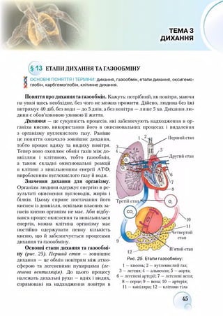ТЕМА З
ДИХАННЯ
І
§13 ЕТАПИ ДИХАННЯ ТА ГАЗООБМІНУ
ОСНОВНІ ПОНЯТТЯ ІТЕРМІНИ: дихання, газообмін, етапи дихання, оксигемо­
глобін, карбгемоглобін, клітинне дихання.
Поняття про дихання та газообмін. Кажуть: потрібний, як повітря, маючи
на увазі щось необхідне, без чого не можна прожити. Дійсно, людина без їжі
витримує 40 діб, без води —до 5 днів, а без повітря —лише 5 хв. Дихання лю­
дини є обов’язковою умовою її життя.
Дихання — це сукупність процесів, які забезпечують надходження в ор­
ганізм кисню, використання його в окиснювальних процесах і видалення
з організму вуглекислого газу. Раніше
це поняття означало зовнішнє дихання,
тобто процес вдиху та видиху повітря.
Тепер воно охоплює обмін газів між до­
Перший етап
вкіллям і клітиною, тобто газообмін,
а також складні окиснювальні реакції
в клітині з вивільненням енергії АТФ,
виробленням вуглекислого газу й води.
Значення дихання для організму.
Організм людини одержує енергію в ре­
зультаті окиснення вуглеводів, жирів і
білків. Цьому сприяє постачання його
киснем із довкілля, оскільки власних за­
пасів кисню організм не має. Аби відбу­
вався процес окиснення та вивільнилася
енергія, кожна клітина організму має
постійно одержувати певну кількість
кисню, що й забезпечується процесами
дихання та газообміну.
Основні етапи дихання та газообмі­
ну (рис. 25). Перший етап — зовнішнє
дихання — це обмін повітрям між атмо­
сферою та легеневими пухирцями (ле­
генева вентиляція). До цього процесу
належать дихальні рухи — вдих і видих,
спрямовані на надходження повітря в
Другий етап
П’ятий етап
Рис. 25. Етапи газообміну:
I —кисень; 2 —вуглекислий газ;
З —легеня; 4 —альвеоли; 5 —аорта;
6 —легеневі артерії; 7 —легеневі вени;
8 —серце; 9 —вена; 10 —артерія;
II —капіляри; 12 —клітини тіла
45
 