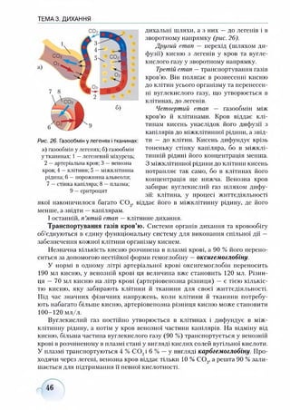 ТЕМА 3. ДИХАННЯ
дихальні шляхи, а з них —до легенів і в
зворотному напрямку (рис. 26).
Другий етап — перехід (шляхом ди­
фузії) кисню з легенів у кров та вугле­
кислого газу у зворотному напрямку.
Третій етап —транспортування газів
кров’ю. Він полягає в рознесенні кисню
до клітин усього організму та перенесен­
ні вуглекислого газу, що утворюється в
клітинах, до легенів.
Четвертий етап — газообмін між
кров’ю й клітинами. Кров віддає клі­
тинам кисень унаслідок його дифузії з
капілярів до міжклітинної рідини, а звід­
ти — до клітин. Кисень дифундує крізь
тоненьку стінку капіляра, бо в міжклі­
тинній рідині його концентрація менша.
З міжклітинної рідини до клітини кисень
потрапляє так само, бо в клітинах його
концентрація ще нижча. Венозна кров
забирає вуглекислий газ шляхом дифу­
зії: клітина, у процесі життєдіяльності
якої накопичилося багато С 0 9, віддає його в міжклітинну рідину, де його
менше, а звідти —капілярам.
І останній, п ’ятий етап — клітинне дихання.
Транспортування газів кров’ю. Системи органів дихання та кровообігу
об’єднуються в єдину функціональну систему для виконання спільної дії —
забезпечення кожної клітини організму киснем.
Незначна кількість кисню розчинена в плазмі крові, а 90 % його перено­
ситься за допомогою нестійкої форми гемоглобіну —оксигемоглобіну.
У нормі в одному літрі артеріальної крові оксигемоглобін переносить
190 мл кисню, у венозній крові ця величина вже становить 120 мл. Різни­
ця — 70 мл кисню на літр крові (артеріовенозна різниця) —є тією кількіс­
тю кисню, яку забирають клітини й тканини для своєї життєдіяльності.
Під час значних фізичних напружень, коли клітини й тканини потребу­
ють набагато більше кисню, артеріовенозна різниця кисню може становити
100-120 мл/л.
Вуглекислий газ постійно утворюється в клітинах і дифундує в між­
клітинну рідину, а потім у кров венозної частини капілярів. На відміну від
кисню, більша частина вуглекислого газу (90 %) транспортується у венозній
крові в розчиненому в плазмі стані у вигляді кислих солей вугільної кислоти.
У плазмі транспортуються 4 % С 0 9і 6 % —у вигляді карбгемоглобіну. Про­
ходячи через легені, венозна кров віддає тільки 10 % С 0 9, а решта 90 % зали­
шається для підтримання її певної кислотності.
Рис. 26. Газообмін у легенях і тканинах:
а) газообмін у легенях; б) газообмін
у тканинах: 1—легеневий міхурець;
2 —артеріальна кров; 3 —венозна
кров; 4 —клітини; 5 —міжклітинна
рідина; 6 —порожнина альвеоли;
7 —стінка капіляра; 8 —плазма;
9 —еритроцит
46
 