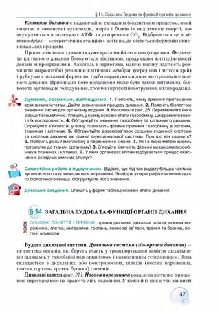 ЦЩь § 14. Загальна будова та функції органів дихання
Клітинне дихання є надзвичайно складним біохімічним процесом, який
полягає в окисненні вуглеводів, жирів і білків із виділенням енергії, що
акумулюється в молекулах АТФ, та утворенням СО.;. Відбувається це в мі-
тохондріях —«енергетичних станціях» клітини, де містяться ферменти окис-
нювальних процесів.
Процес клітинного дихання дуже вразливий ілегко порушується. Фермен­
ти клітинного дихання блокуються нікотином, продуктами життєдіяльності
деяких мікроорганізмів. Алкоголь і наркотики, маючи високу здатність роз­
чиняти жироподібні речовини клітинних мембран (серед них і мітохондрій)
і руйнувати дихальні ферменти, грубо порушують процес внутрішньоклітин­
ного дихання. Причинами його порушення може бути також авітаміноз, біл­
кове та вуглеводне голодування, хронічні професійні отруєння, вплив радіації.
Думаємо, розуміємо, відповідаємо. 1. Поясніть, чому дихання притаманне
всім живим істотам. Дайте визначення процесу дихання. 2. Поясніть біологічне
значення кисню для організму людини. 3. Розгляньте рис. 25. Перемалюйте його
взошит схематично. Упишіть у схему основні етапи газообміну. Цифрами познач­
те їх послідовність. 4. Обґрунтуйте значення газообміну та клітинного дихання.
Спробуйте з’ясувати, у чому полягають фізичні причини газообміну в легенях,
тканинах і клітинах. 5. Обґрунтуйте взаємозв’язок серцево-судинної системи
та системи дихання як єдиної функціональної системи. Про що він свідчить?
6. Поясніть роль гемоглобіну в перенесенні кисню. 7. Як і з якою метою кисень
потрапляє до тканин організму? 8. З’ясуйте хімічні та фізичні механізми газооб­
міну в тканинах і клітинах. 9. У яких органелах клітин відбувається процес окис-
нення складних хімічних сполук?
Самостійна робота з підручником. Відомо, що під час видиху більша частина
вуглекислого газу залишається в організмі. Знайдіть у параграфі пояснення цьо­
го біологічного явища. Обґрунтуйте його значення.
Домашнє завдання. Опишіть у формі таблиці основні етапи дихання.
(§ 1 4 ЗАГАЛЬНА БУДОВА ТА ФУНКЦІЇ ОРГАНІВ ДИХАННЯ
* ОСНОВНІ ПОНЯТТЯ І ТЕРМІНИ: органи дихання, дихальні шляхи, носова по-
Л рожнина, глотка, мигдалики, гортань, голосові зв’язки, трахея та бронхи, ле-
* гені, альвеоли.
Будова дихальної системи. Дихальна система (або органи дихання) —
це система органів, які беруть участь у транспортуванні повітря дихальни­
ми шляхами, у газообміні між організмом і навколишнім середовищем. Вона
складається з дихальних, або иовітряносннх, шляхів (носова порожнина,
глотка, гортань, трахея, бронхи) і легенів.
Дихальні шляхи (рис. 27). Носова порожнина розділена кістково-хрящо­
вою перегородкою на праву та ліву половини. У кожній із них є три звивисті
 