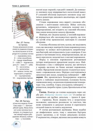 00-^105СЛ>£*.
ТЕМА 3. ДИХАННЯ
Рис. 27. Глотка
та гортань
Схема дихального (синя
лінія) та травного (черво­
на лінія) шляхів та їх пе­
рехрестя вділянні глотки:
1—порожнина носа;
2 —м’яке піднебіння;
3 —тверде піднебіння;
4 —губи; 5 —порожнина
рота; 6 —язик; 7 —зуби;
8 —носоглотка;
9 —ротоглотка;
10 —власне глотка, що
переходить у гортань;
11 —надгортанник;
12 —порожнина гортані.
Рис. 28. Гортань:
а) вигляд спереду; б) ви­
гляд ззаду; 1—щитопо­
дібний хрящ. Якщо його
кут дуже випинається
вперед, то утворюється
так званий кадик (або
адамове яблуко), найчас­
тіше —у чоловіків
носові ходи: верхній, середній і нижній. До нижньо­
го носового ходу відкривається носослізний канал.
У слизовій оболонці верхнього носового ходу міс­
тяться рецептори нюхового аналізатора, які сприй­
мають запахи.
Стінки порожнини носа вкриті слизовою обо­
лонкою з миготливим епітелієм. Війки епітелію,
рухаючись, затримують і виводять назовні пил і
мікроорганізми, які осідають на слизовій оболонці,
тим самим виконуючи захисну функцію.
Повітря, яке людина вдихає, у носовій порожни­
ні зігрівається або охолоджується кров’ю, що тече
по густій сітці кровоносних капілярів її слизової
оболонки.
Слизова оболонка містить залози, які виділяють
слиз, що зволожує повітря й стінки порожнини носа;
затримує та знижує життєдіяльність хвороботвор­
них бактерій, які потрапляють туди з повітрям. Слиз
разом із частинками пилу, мікроорганізмами, щодо
нього прилипли, видаляється з носової порожнини.
Поряд із носовою порожниною розташовані
чотири повітроносні придаткові пазухи носа. Най­
більшими з них є гайморові пазухи, що містяться
у верхніх щелепах по боках носової порожнини,
і лобні. Придаткові носові пазухи з’єднуються кана­
лами з порожниною носа. Нерідко спостерігаються
запалення цих пазух, наприклад гайморової —гай­
морит. Він проявляється безперервним нежитем
(часто з гнійними виділеннями), головним болем,
зниженням нюху, незначним підвищенням темпера­
тури тіла, ознобом. Серед ускладнень гаймориту —
ревматизм, хвороби серця, судин, бронхіальна астма
тощо.
Глотка. Повітря до глотки надходить через ніс
або рот. Найкраще дихати через нісІ 3 глотки по­
чинаються дві трубки: дихальна — трахея й трав­
на — стравохід. Коли людина їсть у незручному
положенні, одночасно розмовляє та сміється, їжа
може потрапити в дихальні шляхи й спричинити
сильний кашель чи навіть задушення.
У глотці розташовані мигдалики. Вони подібні
до лімфатичних залоз, тому є захисним бар’єром
усього організму, а не тільки дихальних шляхів.
У нерівностях, отворах, щілинах мигдаликів можуть
48
 