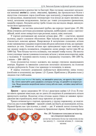 § 14. Загальна будова та функції органів дихання
нагромаджуватися рештки їжі та бактерії. При гострому запаленні мигдали­
ків виникає ангіна (з латин, стискати, душити), що проявляється болем і
відчуттям стискання горла (особливо при ковтанні), утворенням гнійників
на мигдаликах, підвищенням температури тіла (іноді до надто високих зна­
чень), загальним нездужанням. Ангіна дає тяжкі ускладнення (ревматизм,
хвороби серця). Лікувати ангіну треба тільки під наглядом лікаря, виконую­
чи всі його призначення.
Гортань —це частина дихальної трубки, що передує трахеї (рис. 27, 28).
Вона утворена дев’ятьма рухливими хрящами, найбільшим з яких є щитопо­
дібний, який легко зміщується при розмові, кашлі, співі, ковтанні.
У гортані розташовані дві голосові зв’язки (рис. 29) — еластичні, пружні
волокна, укриті слизового оболонкою. При їхньому розходженні між ними
з’являється голосова щілина. Напруження й натягнення голосових зв’язок
може змінюватися завдяки скороченню або розслабленню м’язів, що прикріп­
люються до них. Голосові зв’язки при проходженні через них повітря під
час видиху можуть коливатися, утворюючи звуки різних частот (від 80 до
1300 Гц). Чим більша частота коливань, тим вищий тембр голосу. На висоту
голосу впливає також і довжина голосових зв’язок: у жінок вони коротші, аніж
у чоловіків. У чоловіків висота голосу в середньому становить 100-250 Гц,
у жінок —200-400 Гц.
Сила (голосність) голосу залежить від напору струменя видихуваного
повітря. Куріння та вживання алкоголю негативно впливають на голосові
зв’язки, руйнуючи їх. Голос стає хрипким і в чоловіків, і в жінок.
У період статевого дозрівання відбувається фізіологічна зміна голосу
(особливо в хлопчиків), що триває 1,5-2 роки. Приблизно у 20 років голос у
людини стає стабільним.
Це треба пам’ятати! Не паліть, не вживайте алкоголь, не кричіть без потре­
би, тепло замотуйте шию шарфом у холодну погоду, не дихайте на морозі ро­
том. Якщо виникли хворобливі зміни голосу або він зник, негайно звертайтеся
до лікаря!
Трахея —орган завдовжки 10-12 см і діаметром майже 1,5-2 см. Її стін­
ки мають хрящові півкільця, що не дають їй спадатися й допомагають вільно
пропускати повітря. Водночас м’яка м’язова задня стінка не заважає прохо­
дженню їжі стравоходом, який ззаду прилягає до трахеї.
Трахея починається з гортані, проходить у грудну порожнину, де поділя­
ється на два головні бронхи —правий і лівий, що йдуть до відповідних легень.
Правий бронх має три гілочки, а лівий —дві. У кожній легені гілочки бага­
торазово розгалужуються, утворюючи бронхіальне дерево. Найтонші бронхи
Рис. 29. Положення голосових зв’язок під
час утворення звуків мови:
а) під час мовчання; б) під час мовлення; в) під
час шепоту: 1—голосові зв’язки; 2 —голосова
щілина
49
 