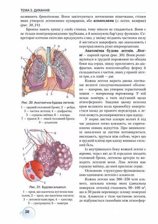 ТЕМА 3. ДИХАННЯ
називають бронхіолами. Вони закінчуються легеневими мішечками, стінки
яких утворені легеневими пухирцями, або альвеолами (з латин, комірка)
(рис. 30,31).
Бронхи мають хрящі у своїх стінках, тому ніколи не спадаються. Вони є
не тільки повітропровідними трубками, а й виконують бар’єрну функцію. Се­
креторні клітини епітелію продукують слиз, у якому осідають частинки пилу
й містяться макрофаги, що захоплюють і
перетравлюють різні мікроорганізми.
Анатомічна будова легенів. Леге­
ні —парний орган (рис. ЗО). Вони розмі­
щуються в грудній порожнині по обидва
боки від серця, знизу прилягають до діа­
фрагми, мають конусоподібну форму й
складаються з часток, яких у правій леге­
ні три, а в лівій —дві.
Кожна легеня вкрита двома листка­
ми вологої сполучнотканинної оболон­
ки — плеврою, що утворює герметичний
мішок — плевральну порожнину. У ній
немає повітря, а тиск від’ємний щодо
атмосферного. Завдяки цьому венозна
кров великого кола кровообігу поверта­
ється назад до правого передсердя, а ле­
гені можуть розширюватися при вдиху.
У нормі листки плеври вологі й під
час дихання легко ковзають, не спричи­
няючи ніяких відчуттів. При виникнен­
ні запалення ці листки потовщуються,
висихають, труться між собою, через що
в грудній клітці при вдиху виникає силь­
ний біль.
Із внутрішнього боку кожної легені є
ворота, через які до її середини входять
головний бронх, легенева артерія та ви­
ходять легеневі вени. Ліва легеня має
серцеву виїмку, до якої прилягає серце.
Основною структурно-функціональ­
ною одиницею легенів є альвеоли.
Кожна легеня має 300-350 млн аль­
веол, загальна площа яких (дихальна
Рис. 31. Будова альвеол: поверхня легенів) становить 90-100 м2,
1—кров, що насичена вуглекислим що в 50 разів перевищує площу поверхні
газом; 2 —кров, що насичена киснем; тіла. Альвеоли є тією частиною легенів,
З —легеневі капіляри; 4 —капіляр; де відбувається газообмін між атмосфер-
5 —еритроцити; 6 —повітря
Рис. ЗО. Анатомічна будова легенів:
1 —правий головний бронх; 2 —ребра;
З —частки легенів; 4 —діафрагма;
5 —серцева виїмка; 6 —плевра;
7 —трахея; 8 —лівий головний бронх;
9 —альвеоли
50
 