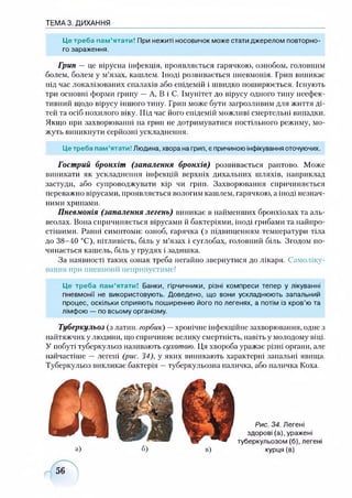 ТЕМА 3. ДИХАННЯ
Це треба пам’ятати! При нежиті носовичок може стати джерелом повторно­
го зараження.
Грип —це вірусна інфекція, проявляється гарячкою, ознобом, головним
болем, болем у м’язах, кашлем. Іноді розвивається пневмонія. Грип виникає
під час локалізованих спалахів або епідемій і швидко поширюється. Існують
три основні форми грипу — А, В і С. Імунітет до вірусу одного типу неефек­
тивний щодо вірусу іншого типу. Грип може бути загрозливим для життя ді­
тей та осіб похилого віку. Під час його епідемій можливі смертельні випадки.
Якщо при захворюванні на гріш не дотримуватися постільного режиму, мо­
жуть виникнути серйозні ускладнення.
Це треба пам’ятати! Людина, хвора на грип, є причиною інфікування оточуючих.
Гострий бронхіт (запалення бронхів) розвивається раптово. Може
виникати як ускладнення інфекцій верхніх дихальних шляхів, наприклад
застуди, або супроводжувати кір чи грип. Захворювання спричиняється
переважно вірусами, проявляється вологим кашлем, гарячкою, а іноді незнач­
ними хрипами.
Пневмонія (запалення легень) виникає в найменших бронхіолах та аль­
веолах. Вона спричиняється вірусами й бактеріями, іноді грибами та найпро­
стішими. Ранні симптоми: озноб, гарячка (з підвищенням температури тіла
до 38-40 °С), пітливість, біль у м’язах і суглобах, головний біль. Згодом по­
чинається кашель, біль у грудях і задишка.
За наявності таких ознак треба негайно звернутися до лікаря. Самоліку­
вання при пневмонії неприпустиме!
Це треба пам’ятати! Банки, гірчичники, різні компреси тепер у лікуванні
пневмонії не використовують. Доведено, що вони ускладнюють запальний
процес, оскільки сприяють поширенню його по легенях, а потім із кров’ю та
лімфою — по всьому організму.
Туберкульоз (з латин, горбик) —хронічне інфекційне захворювання, одне з
найтяжчих у людини, що спричиняє велику смертність, навіть у молодому віці.
У побуті туберкульоз називають сухотою. Ця хвороба уражає різні органи, але
найчастіше —легені (рис. 34), у яких виникають характерні запальні явища.
Туберкульоз викликає бактерія —туберкульозна паличка, або паличка Коха.
Рис. 34. Легені
здорові (а), уражені
туберкульозом (б), легені
курця (в)
56
 