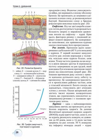 Смертністьна100000населення
ТЕМА 3. ДИХАННЯ
1 2 3 4
Рис. 35. Розвиток бронхіту:
1 —війки; 2 —слизові залози; 3 —шар
слизу; 4 —келихоподібні клітини;
5 —ушкоджені війки; б —скупчення
слизу; 7 —бактерії; 8 —збільшена
слизова залоза; 9 —клітини без війок
Вк
Рис. 36. Графік смертності,
пов’язаної з курінням
продукцію слизу. Водночас ушкоджують­
ся війки, які вкривають слизову оболонку
бронхів. Це призводить до затримки в ди­
хальних шляхах слизу, де розмножуються
бактерії. Накопичення слизу в бронхах
рефлекторно викликає кашель (рис. 35).
Емфізема. Під час цієї хвороби альве­
оли легень розтягуються та розриваються.
Більшість хворих із вираженим уражен­
ням легенів на емфізему — курці. Крім
цього, фактором ризику є спадковий де­
фіцит певного ферменту. Це захворюван­
ня невиліковне, але припинення куріння
значно сповільнює його прогресування.
Рак легенів. Причиною цього захво­
рювання здебільшого (87 % усіх випадків)
є куріння. У першій половині минулого
століття рак легенів переважав у чолові­
ків, оскільки вони курили більше, аніж
жінки. Тепер частота уражень на цю неду­
гу в жінок швидко зростає й перевищила
частоту захворювань на рак грудей, який
донедавна був основною причиною смерті
жінок від онкологічних хвороб (рис. 36).
Іншими причинами раку легенів є трива­
ле вдихання вугільного пилу, азбесту та
кремнезему. Це захворювання трапляєть­
ся в промислових районах частіше, аніж
у сільській місцевості. Багато сполук, що
вдихаються, стимулюють ріст атипових
клітин у легенях. Однак цигарковий дим
містить тисячі відомих канцерогенних
(таких, що спричиняють онкологічні за­
хворювання) речовин і є основною при­
чиною раку легень.
Куріння — одна з найпоширеніших
шкідливих звичок, що призводить до сер­
йозних порушень здоров’я. За даними
Всесвітньої організації охорони здоров’я
(ВООЗ), курці вдвічі частіше, аніж ті, хто
не курить, ризикують померти, не дожив­
ши до 65 років, вони в 14 разів частіше
хворіють на рак легенів. 70 % померлих
від інфаркту міокарда людей — курці.
58
 