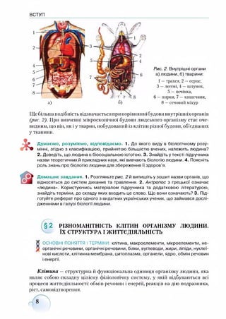 ВСТУП
Рис. 2. Внутрішні органи
а) людини, б) тварини:
1—трахея, 2 —серце,
З —легені, 4 —шлунок,
5 —печінка,
6 —нирки, 7 —кишечник,
8 —сечовий міхур
Щебільшаподібність відзначається при порівнянні будови внутрішніхорганів
(рис. 2). При вивченні мікроскопічної будови людського організму стає оче­
видним, що він, як і у тварин, побудований із клітин різної будови, об’єднаних
у тканини.
Думаємо, розуміємо, відповідаємо. 1. До якого виду в біологічному розу­
мінні, згідно з класифікацією, прийнятою більшістю вчених, належить людина?
2. Доведіть, що людина є біосоціальною істотою. 3. Знайдіть у тексті підручника
назви теоретичних й прикладних наук, які вивчають біологію людини. 4. Поясніть
роль знань про біологію людини для збереження її здоров’я.
Домашнє завдання. 1. Розгляньте рис. 2 й випишіть у зошит назви органів, що
відносяться до систем дихання та травлення. 2. Антропос з грецької означає
«людина». Користуючись матеріалом підручника та додатковою літературою,
знайдіть терміни, до складу яких входить це слово. Що вони означають? 3. Під­
готуйте реферат про одного з видатних українських учених, що займався дослі­
дженнями в галузі біології людини.
§ 2 РІЗНОМАНІТНІСТЬ КЛІТИН ОРГАНІЗМУ л ю д и н и .
ЇХ СТРУКТУРА І ЖИТТЄДІЯЛЬНІСТЬ
X ОСНОВНІ ПОНЯТТЯ І ТЕРМІНИ: клітина, макроелементи, мікроелементи, не-
V органічні речовини, органічні речовини, білки, вуглеводи, жири, ліпіди, нуклеї­
нові кислоти, клітинна мембрана, цитоплазма, органели, ядро, обмін речовин
і енергії.
Клітина —структурна й функціональна одиниця організму людини, яка
являє собою складну цілісну фізіологічну систему, у якій відбуваються всі
процеси життєдіяльності: обмін речовин і енергії, реакція надію подразника,
ріст, самовідтворення.
 