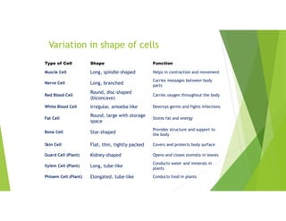Variation in shape of cells
Function
Shape
Type of Cell
Helps in contraction and movement
Long, spindle-shaped
Muscle Cell
Carries messages between body
parts
Long, branched
Nerve Cell
Carries oxygen throughout the body
Round, disc-shaped
(biconcave)
Red Blood Cell
Destroys germs and fights infections
Irregular, amoeba-like
White Blood Cell
Stores fat and energy
Round, large with storage
space
Fat Cell
Provides structure and support to
the body
Star-shaped
Bone Cell
Covers and protects body surface
Flat, thin, tightly packed
Skin Cell
Opens and closes stomata in leaves
Kidney-shaped
Guard Cell (Plant)
Conducts water and minerals in
plants
Long, tube-like
Xylem Cell (Plant)
Conducts food in plants
Elongated, tube-like
Phloem Cell (Plant)
 