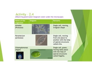 Activity – 2.4
(Observing pond water/stagnant water under the microscope)
Remarks
Diagram
Name of the
organsism
Single cell, moving,
irregular shape
Amoeba
(Protozoa)
Single cell, moving
from one place to
another with the help
of special structures
called cilia.
Paramecium
(protozoa)
Single cell, green,
moving takes place
with the help of
special structures
called flagella.
Chlamydomonas
(Algae)
 