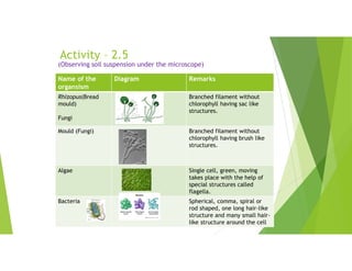 Activity – 2.5
(Observing soil suspension under the microscope)
Remarks
Diagram
Name of the
organsism
Branched filament without
chlorophyll having sac like
structures.
Rhizopus(Bread
mould)
Fungi
Branched filament without
chlorophyll having brush like
structures.
Mould (Fungi)
Single cell, green, moving
takes place with the help of
special structures called
flagella.
Algae
Spherical, comma, spiral or
rod shaped, one long hair-like
structure and many small hair-
like structure around the cell
Bacteria
 