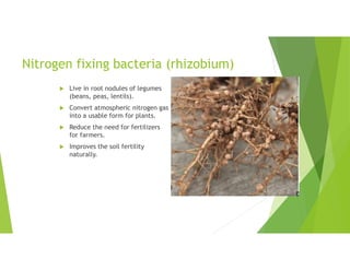 Nitrogen fixing bacteria (rhizobium)
 Live in root nodules of legumes
(beans, peas, lentils).
 Convert atmospheric nitrogen gas
into a usable form for plants.
 Reduce the need for fertilizers
for farmers.
 Improves the soil fertility
naturally.
 