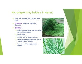 Microalgae (tiny helpers in water)
 They live in water, soil, air and even
trees.
 Examples: Spirulina, Chlorella,
Diatoms.
 Benefits:
 Produce oxygen (more than half of the
earth’s oxygen supply)
 Clean water
 Provide food for aquatic animals
 Serve as superfoods (Spirulina) rich in
vitamin B12 and protein.
 Used in medicine, supplements,
biofuel.
 