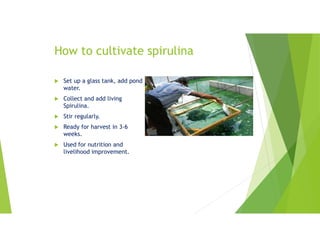 How to cultivate spirulina
 Set up a glass tank, add pond
water.
 Collect and add living
Spirulina.
 Stir regularly.
 Ready for harvest in 3-6
weeks.
 Used for nutrition and
livelihood improvement.
 