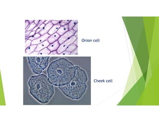 Onion cell
Cheek cell
 
