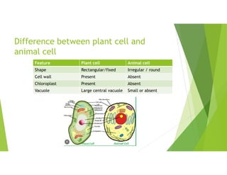 Difference between plant cell and
animal cell
Animal cell
Plant cell
Feature
Irregular / round
Rectangular/fixed
Shape
Absent
Present
Cell wall
Absent
Present
Chloroplast
Small or absent
Large central vacuole
Vacuole
 