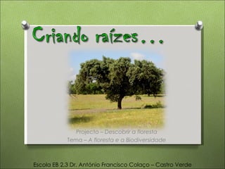 Projecto –  Descobrir a floresta Tema –  A floresta e a Biodiversidade Escola EB 2,3 Dr. António Francisco Colaço – Castro Verde 